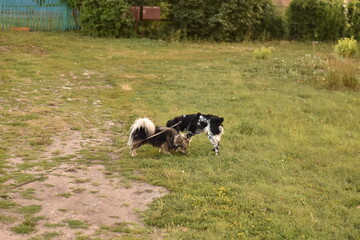 dog russian spaniel for a walk