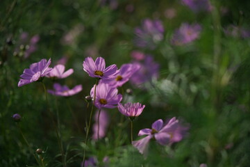 Fototapeta premium Light Pink Flower of Cosmos in Full Bloom 