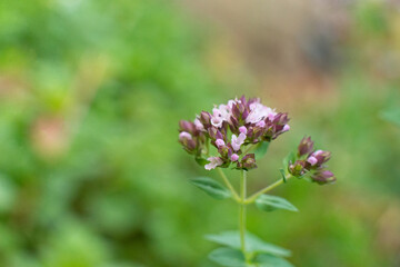 Oregano plant. macro shot, close-up, field lilac fragrant flowers. Organic natural seasoning.
