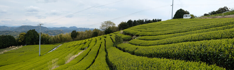 Beautiful tea field at Setoya village, Shizuoka prefecture, Japan. The tea harvesting season during...
