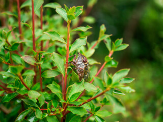 エゾゼミオス8（六甲山頂エリア）