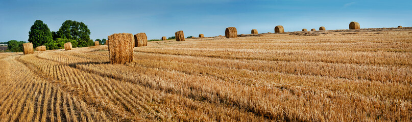 panoramic view of Yellow straw bales of hay in the stubble field at summertime