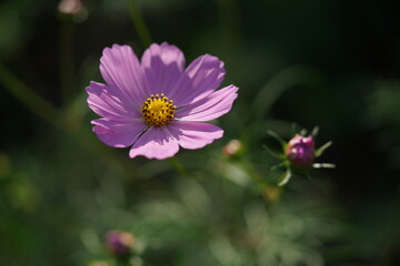 Obraz premium Light Pink Flower of Cosmos in Full Bloom 