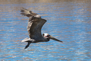 Brown Pelican with adult breeding plumage, Loreto, Baja California Sur, Mexico