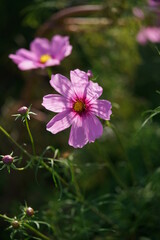 Fototapeta premium Light Pink Flower of Cosmos in Full Bloom 