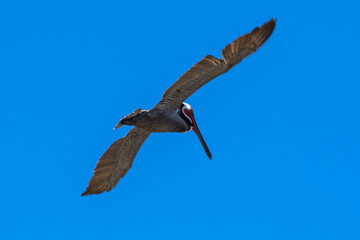 Brown Pelican with adult breeding plumage, Loreto, Baja California Sur, Mexico