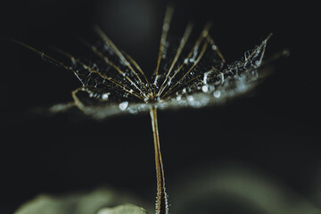 Dendelion and waterdrops