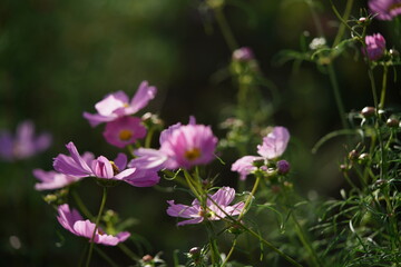 Fototapeta na wymiar Light Pink Flower of Cosmos in Full Bloom 