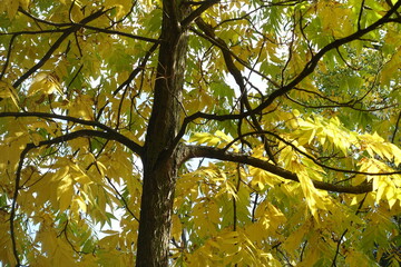 autumn leaves in the sun