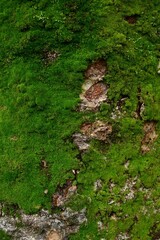 The green carpet world map on the old wood in Tokyo Japan