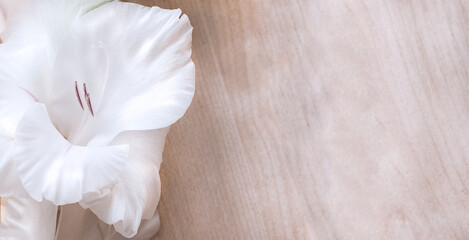 Beautiful white gladiolus flower on a light wooden surface, copy space for text, mock up