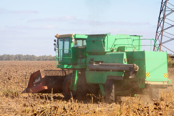Crop in the field on a sunny day. Autumn harvest.