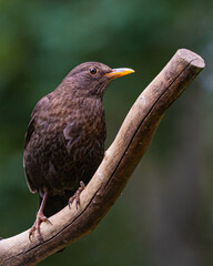 Blackbird on branch