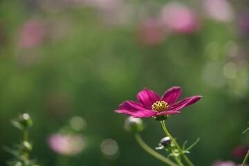 Light Purple Flower of Cosmos in Full Bloom
