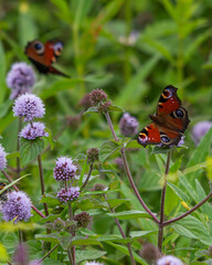 Peacock butterfly on flower