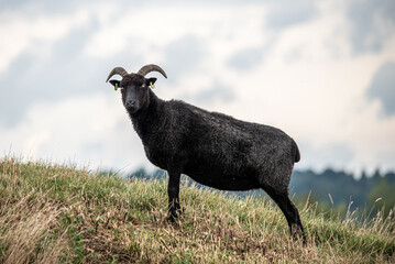 Black sheep on the hills