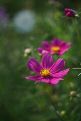 Light Purple Flower of Cosmos in Full Bloom
