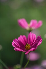 Fototapeta premium Light Purple Flower of Cosmos in Full Bloom 