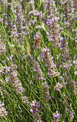 Butterfly on lavender in the garden