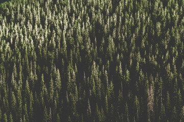 Coniferous forest in the Carpathians
