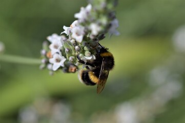 Bee on Lavender
