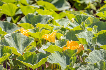 Closeup of yellow flowering pumpkin plants in the sunlight. The photo was taken on a summer day on the field of a specialized pumpkin nursery in the Netherlands.