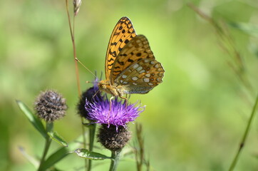 Moyen nacr&eacute; (Fabriciana adippe)
