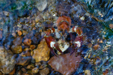 Pacifastacus leniusculus. Pacific crab among the stream of water. Órbigo River, León, Spain.
