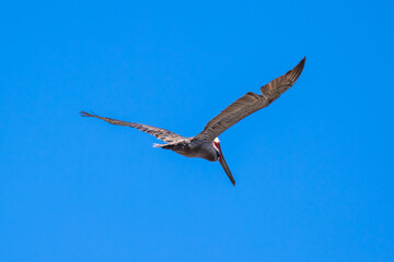 Brown Pelican with adult breeding plumage, Loreto, Baja California Sur, Mexico