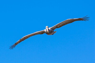 Brown Pelican with adult breeding plumage, Loreto, Baja California Sur, Mexico