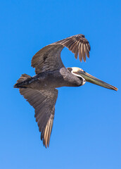 Brown Pelican with adult breeding plumage, Loreto, Baja California Sur, Mexico