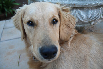 I am looking at you! - my seven month old Golden Retriever 