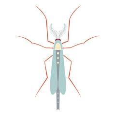 Mosquito insect view from above. Isolated insect cartoon vector illustration in flat style
