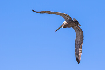 Brown Pelican with adult breeding plumage, Loreto, Baja California Sur, Mexico