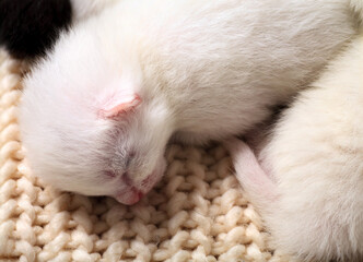 Very little kitten on the hand