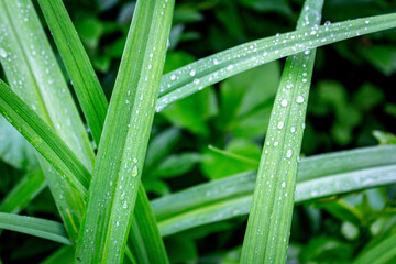 geometry in nature green leafs after rain