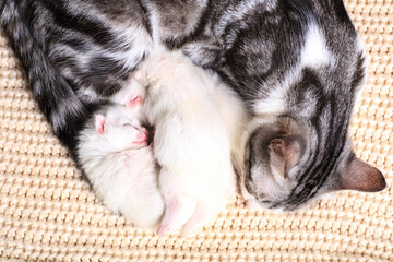 Very little kitten on the hand