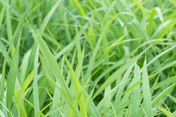 green grass in the wind
