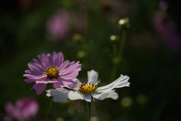 Obraz premium White Flower of Cosmos in Full Bloom 