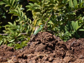 Green Bee-eater