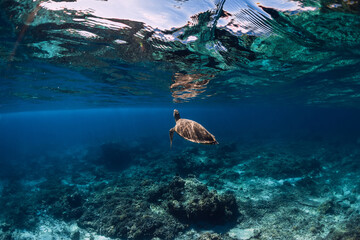 Sea turtle glides underwater in transparent blue ocean.