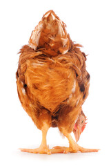 Brown hen isolated.