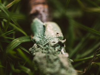 Lichen on a tree branch