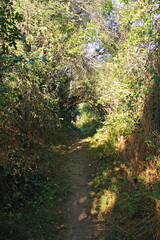 Path in the forest in a summer day