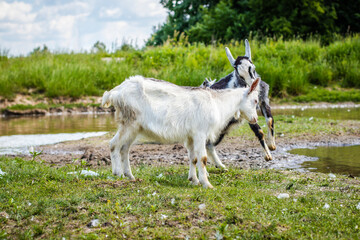 Obraz premium Young goats butting horns in a green field by the river. Playing young goats outdoors
