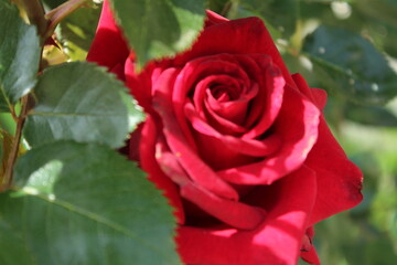 rose