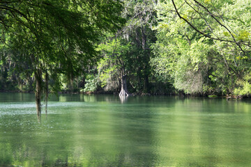cypress trees on the Comal river in New Braunfels, Texas
