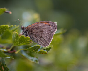 Meadow Brown Butterfly