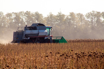 Crop in the field on a sunny day. Autumn harvest.