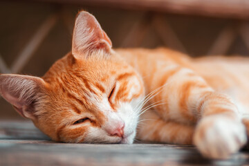Portrait of a red-haired stray cat sleeps on a bench. Close up of muzzle. Animal protection and...